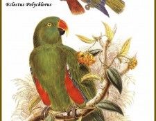 PO ptb 24 Grand Eclectus. , 
