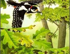 pa NormanArlott 14 GreatSpottedWoodpecker. Arlott, 