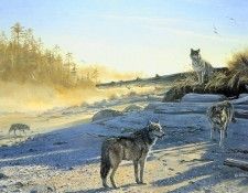 MarkHobson MorningShadows ec. ������, ����