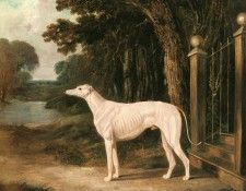 Herring Snr John Frederick Vandeau A White Greyhound. ,  