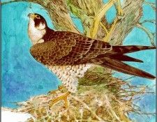 pa TonyOliver AustralianEndangeredWildlife 06. , 