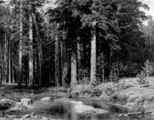 Shishkin Ivan Mast Tree Grove. ,  