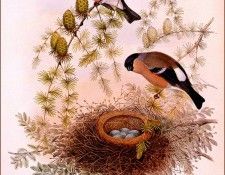 bs-na- H C Richter- Bullfinch. ������, HC