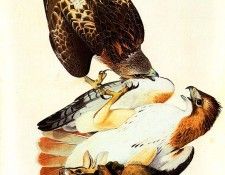 jja 0011 Red-Tailed Hawk Painted in Louisiana in 1821 and later reworked sqs. Audubon,  