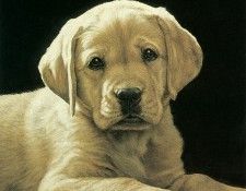 kb Weiss John-Pick of the Litter. ����, ����