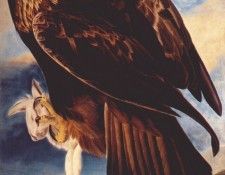 audubon golden eagle 1833-4. Audubon,  