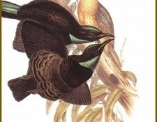 PO ptb 40 Paradisier de Victoria. ����, ����