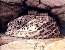 bs-na- Guy Coheleach- Snow Leopard And Cubs. Coheleach, 