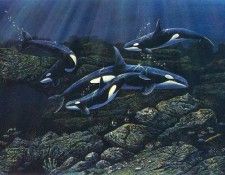 kb Nelson RL Orcas. Nasmith, 