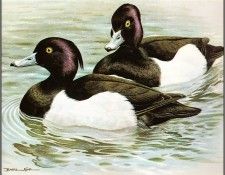 pa BasilEde 36 TuftedDuck. , 