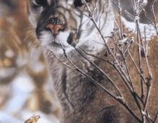 kb Harrison Watching. ��������, �����