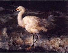 lrsBendersCarl-IslandShoresSnowyEgret. �������, ����