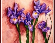 bs-flo- Carol Inouye- Japanese Irises. , 