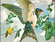 pa BasilEde 25 Swallow. , 