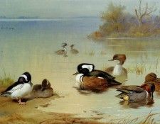 55693. �������, ���������