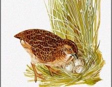 pa TonyOliver AustralianBirds 19 LittleButtonQuail. , 