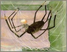 DyerJane SophiesMasterpiece06 sj. �����, �����