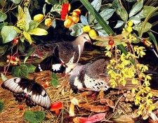 Oz AGls109 Tony Oliver Wonga Pigeon. , 