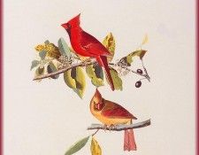 ma Audubon Cardinal. Audubon, ���� ������