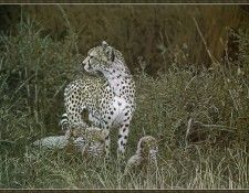 cr LeslieDelgyer-01-Catnap. Delgyer �����