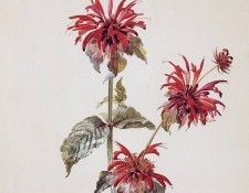 Schouman Aert Flowers Sun . Schouman, 