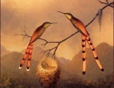 lrsHeadeMartinJohnson-2HummingbirdsWithYoung. ����, ������ �������