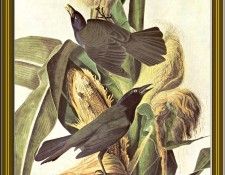J. Audubon-The mainate With The Blue Head(1822) Po Amp 030. Audubon, ���� ������