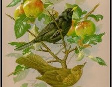 EdeBasil-TheBlackbird-sj. , 