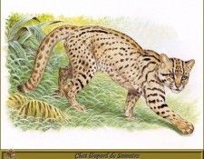 PO pfrd 088 Chat l�opard de Sumatra. Dallet, ������