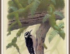 Sj WbZ 22 Hairy Harriss Woodpecker. ���������, �������