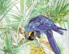 RomeroJoAnne-BlueSplendor-sj. ,  