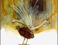 pa TonyOliver AustralianBirds 44 SuperbLyrebird. ������, ����