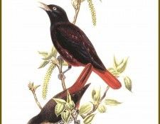 PO ptb 33 Loriot Pourpre. , 
