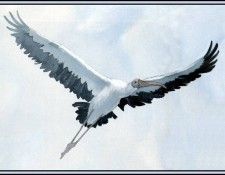 D50-AWE134-BR-Stork 1. Bansemer, ������