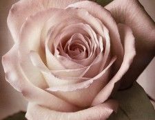 Tim Richter - Rose, De. ������, ���