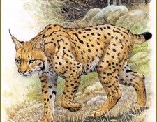 PO pfrd 014 Lynx boral des Carpates. Dallet, 