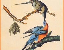 ma Audubon Passenger Pigeon. Audubon,  