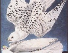 ma Audubon Falcon. Audubon, ���� ������