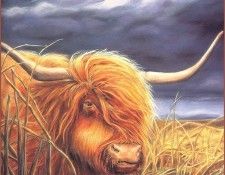 lrsBB01AllenKimball-HighlandCow. , 
