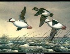 cr MaynardReece029. ���, �������