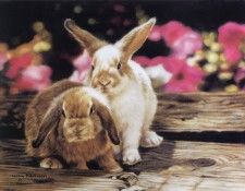 kb Harrison Bunnies in Petunias. , 