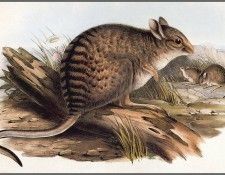 pa AVM end 01 Gould BandedHare-Wallaby. ����, ����