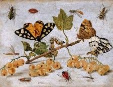 Kessel van Jan Insects and fruits Sun. �������, �� ���