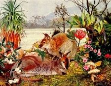 Oz AGls085 Tony Oliver Red Necked Wallaby. , 