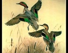 cr MaynardReece016. ���, �������