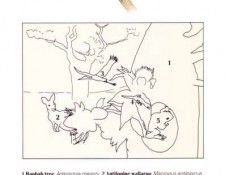 Oz AGls044 Tony Oliver Antilopine Wallaroo Key. ������, ����