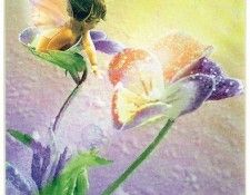 kb Cross Tom Sp Pansy Fairy. , 
