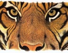 lrsCarterLee-WhoDaresWins. ������, ��