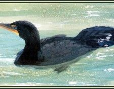 D50-AWE008-RB-Cormorant 3. Bansemer, ������