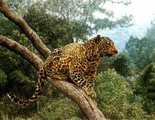 Ae 27 Solitary Hunter Simon Combes sqs. , 